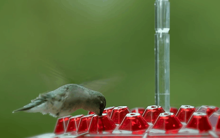 Ant Proof Hummingbird Feeder Outdoor Hanging Perch | Filindra