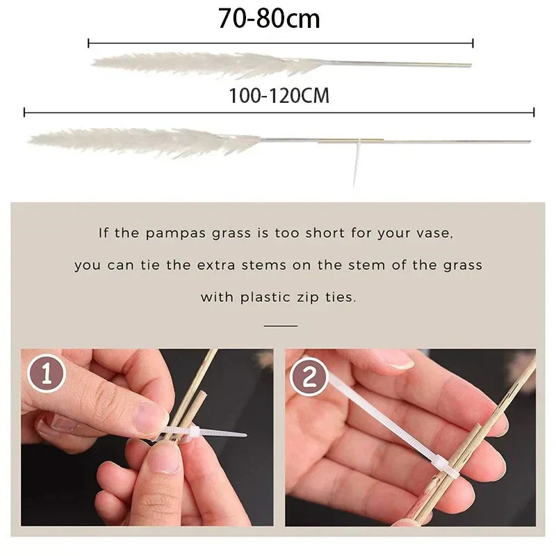 Sylara Dried Pampas Grass — 110–120 cm Tall Stems