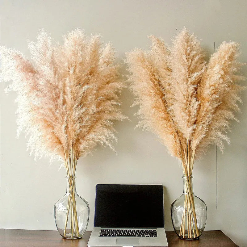 Sylara Dried Pampas Grass — 110–120 cm Tall Stems