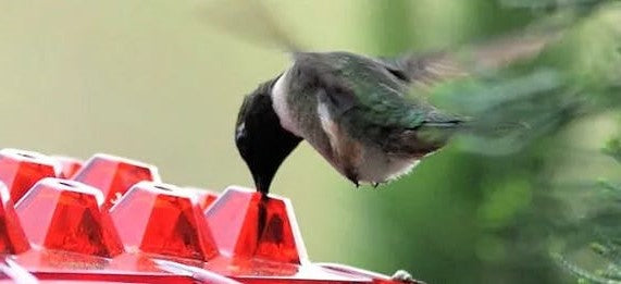 Ant Proof Hummingbird Feeder Outdoor Hanging Perch | Filindra