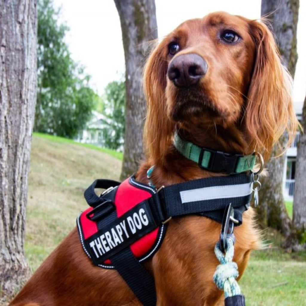 Postroj pro psy PawGuard Pro — nastavitelný systém vodítka a opora hrudníku