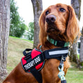 Postroj pro psy PawGuard Pro — nastavitelný systém vodítka a opora hrudníku