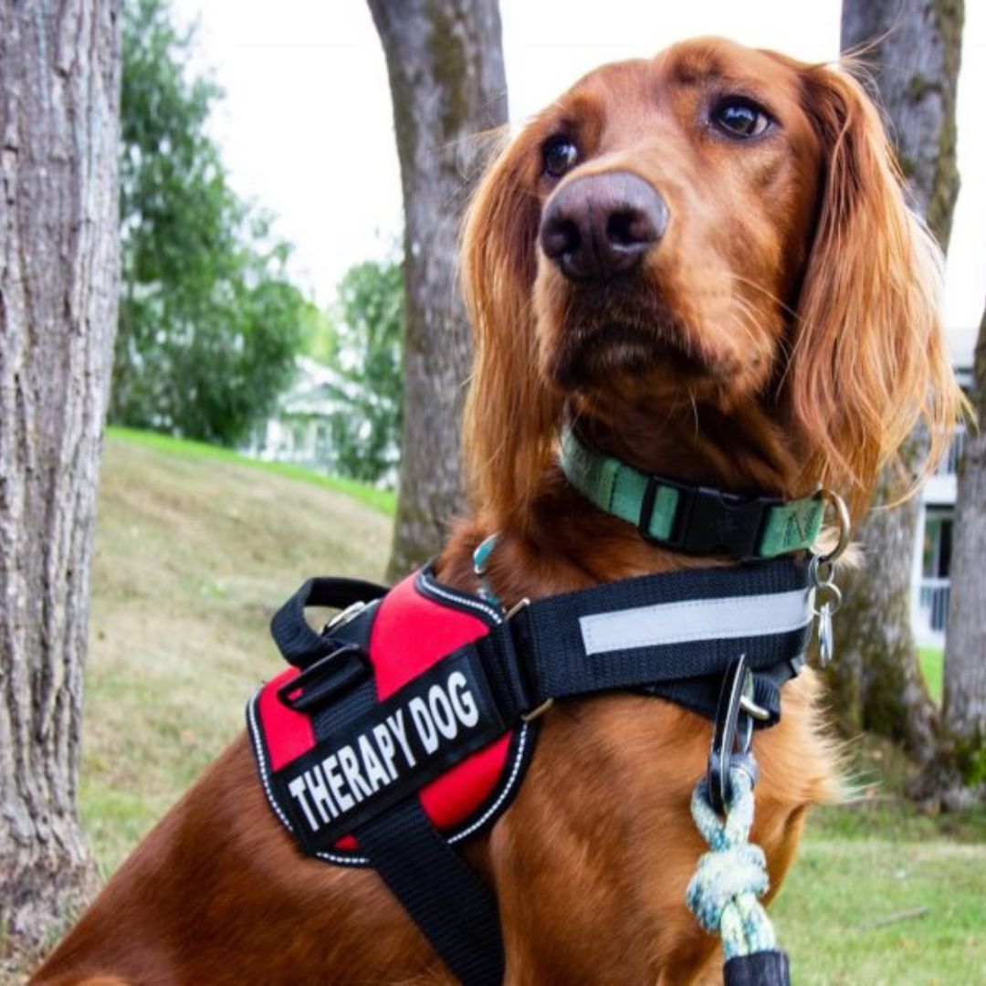 Postroj pro psy PawGuard Pro — nastavitelný systém vodítka a opora hrudníku