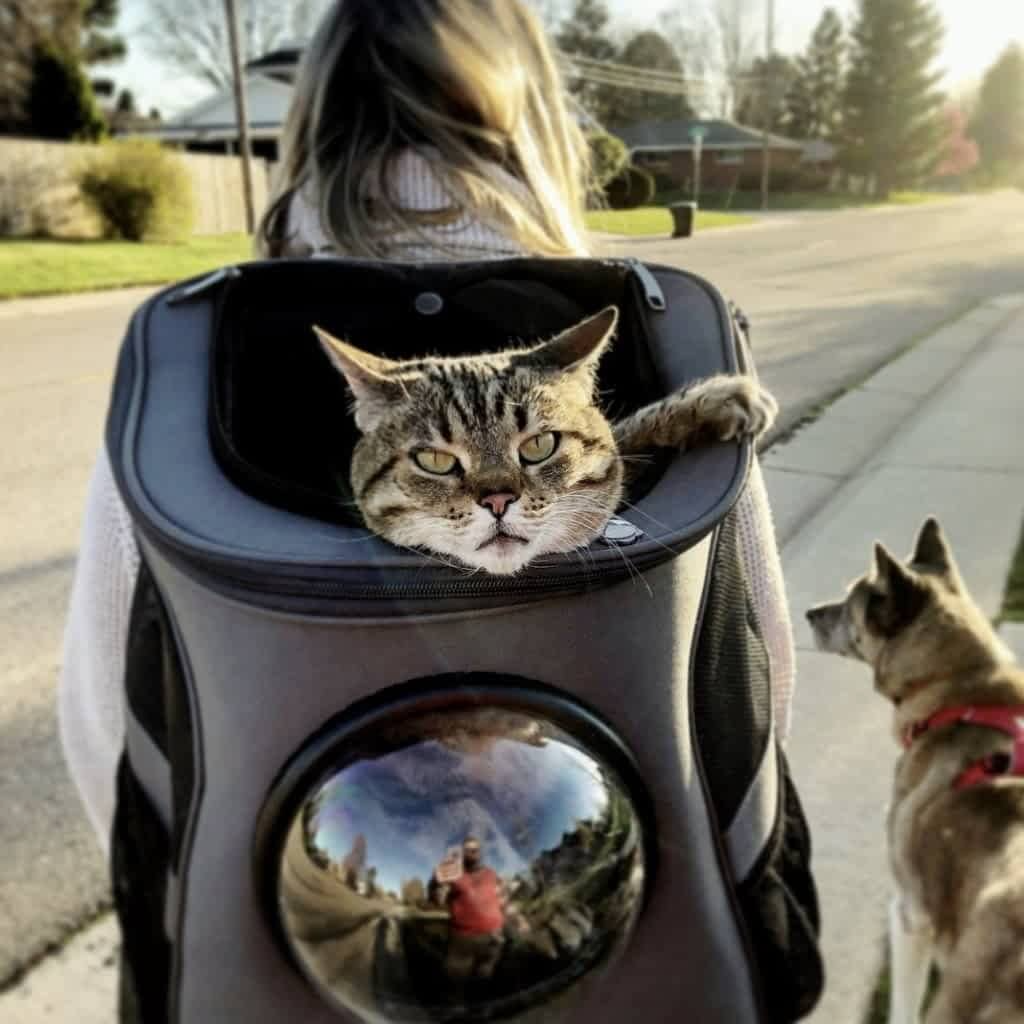 Mochila grande de transporte para gatos — janela bolha, design ventilado