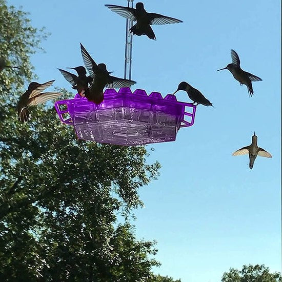 Ant Proof Hummingbird Feeder Outdoor Hanging Perch | Filindra