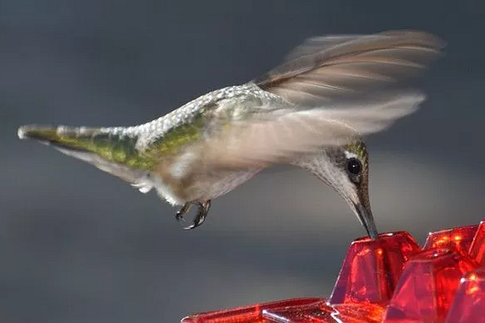 Ant Proof Hummingbird Feeder Outdoor Hanging Perch | Filindra