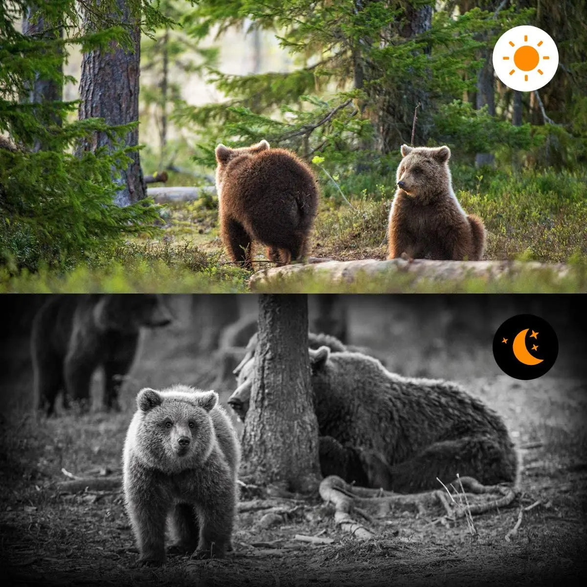 Advanced Night Vision Trail Camera | Filindra