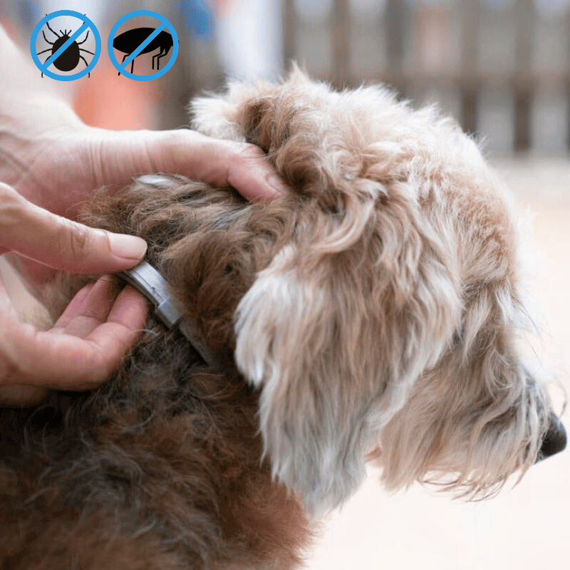 Obojek pro psy PawSafeGuard proti blechám a klíšťatům bez škodlivých účinků