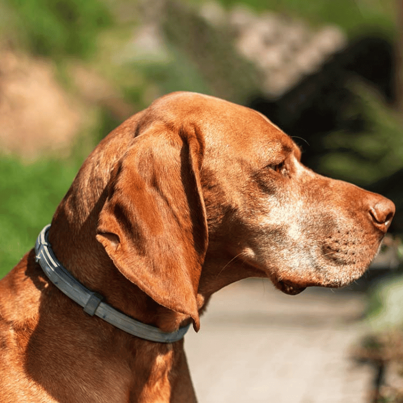 Obojek pro psy PawSafeGuard proti blechám a klíšťatům bez škodlivých účinků