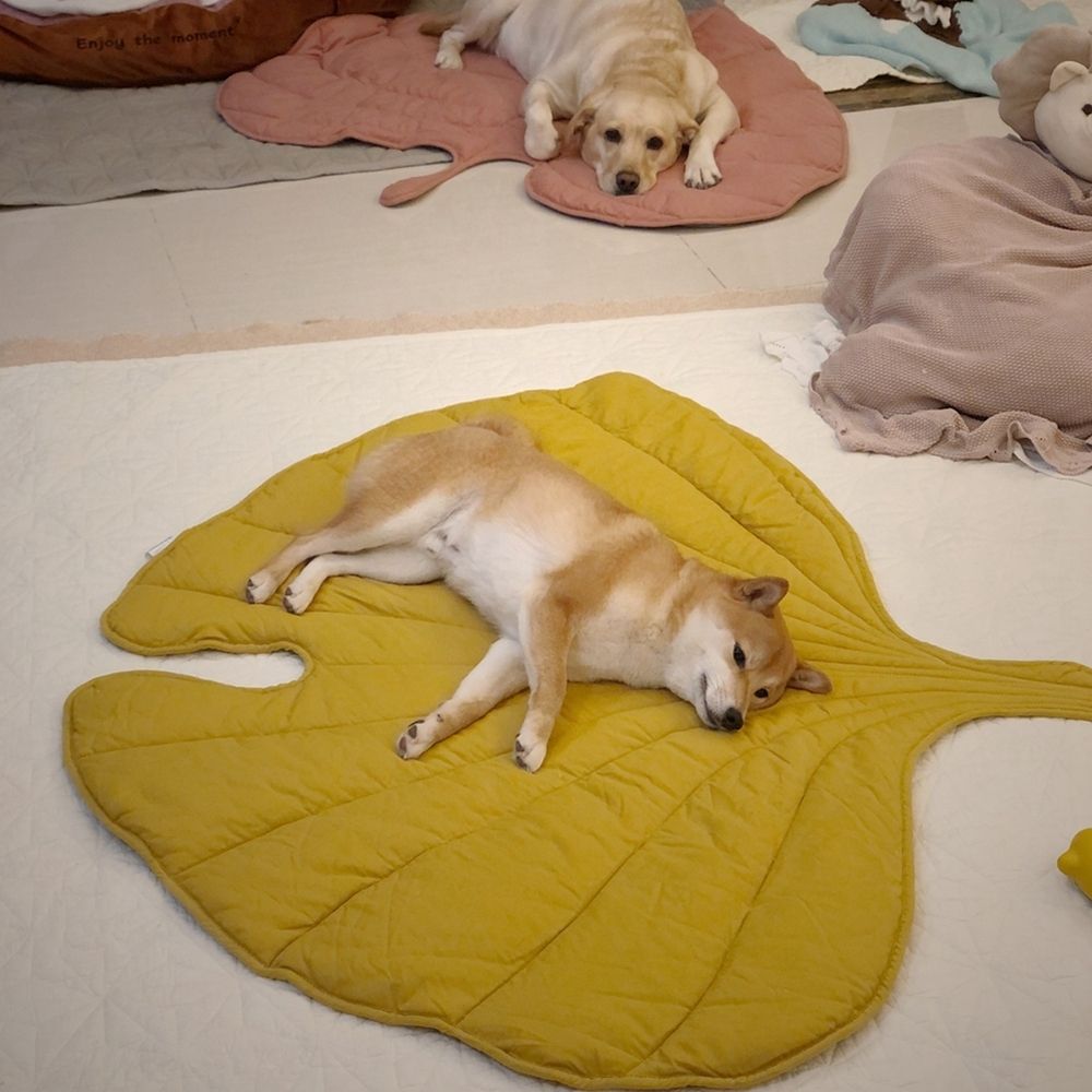 Alfombrilla refrescante con forma de hoja para perros — Diseño transpirable y lavable