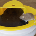 Premium Bucket Lid Mouse Trap | Filindra