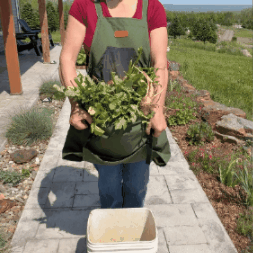 Garden Harvest Apron — Collection Pockets, Quick-Release Bottom Opening