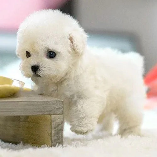 Realistic Interactive Plush Puppy Toy | Filindra