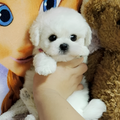 Realistic Plush Teddy Dog - Lucky - Soft, Cuddly Companion for Kids and Collectors | Filindra