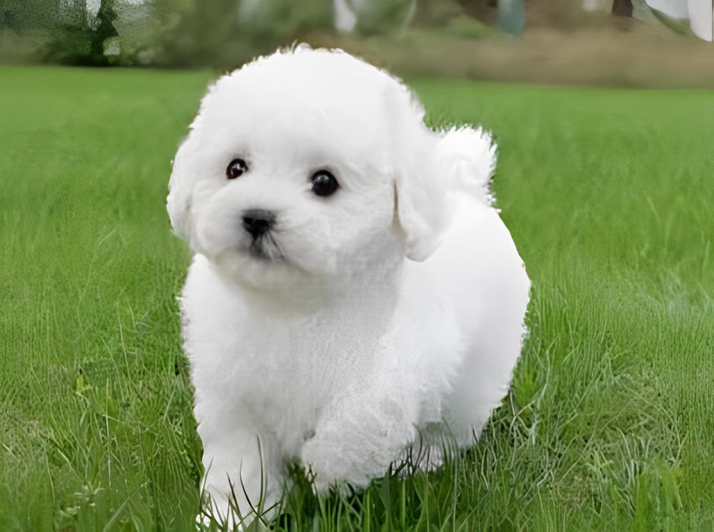 Realistic Plush Teddy Dog - Lucky - Soft, Cuddly Companion for Kids and Collectors | Filindra
