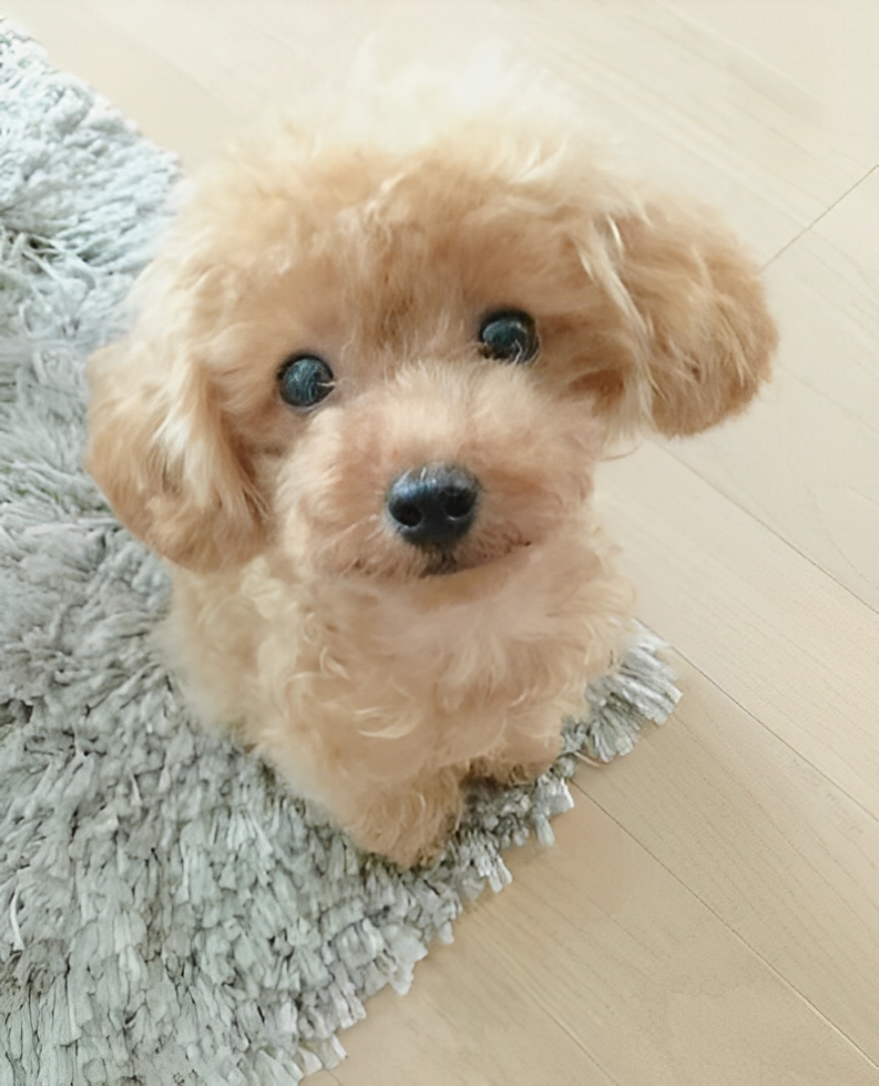 Realistic Plush Teddy Dog - Lucky - Soft, Cuddly Companion for Kids and Collectors | Filindra