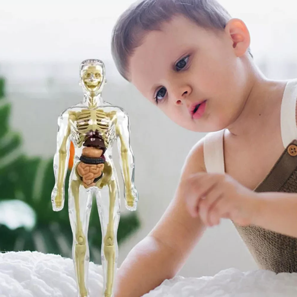 3d Human Body Torso Model for Kids | Anatomy Model Skeleton | Filindra