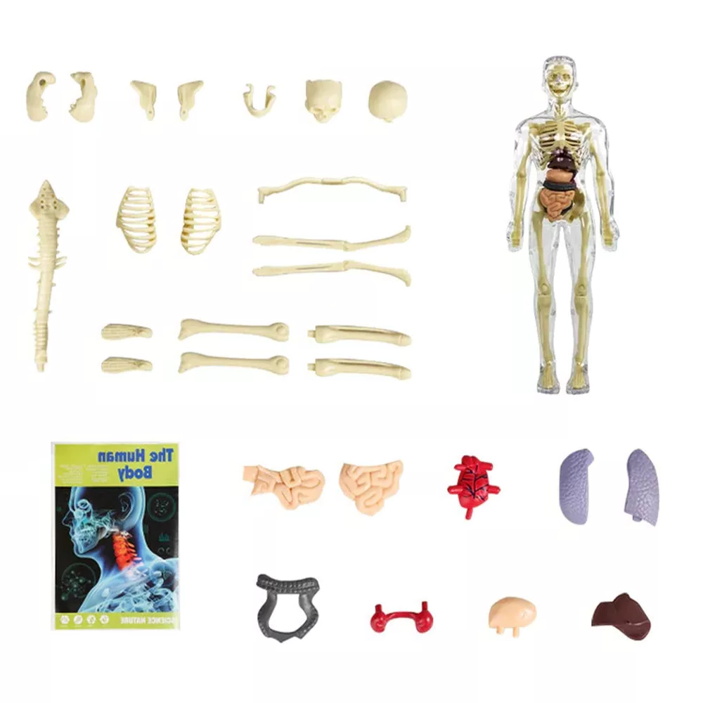 3d Human Body Torso Model for Kids | Anatomy Model Skeleton | Filindra