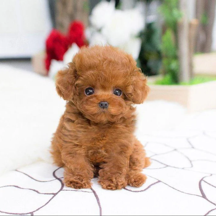 Realistic Plush Teddy Dog - Lucky - Soft, Cuddly Companion for Kids and Collectors | Filindra