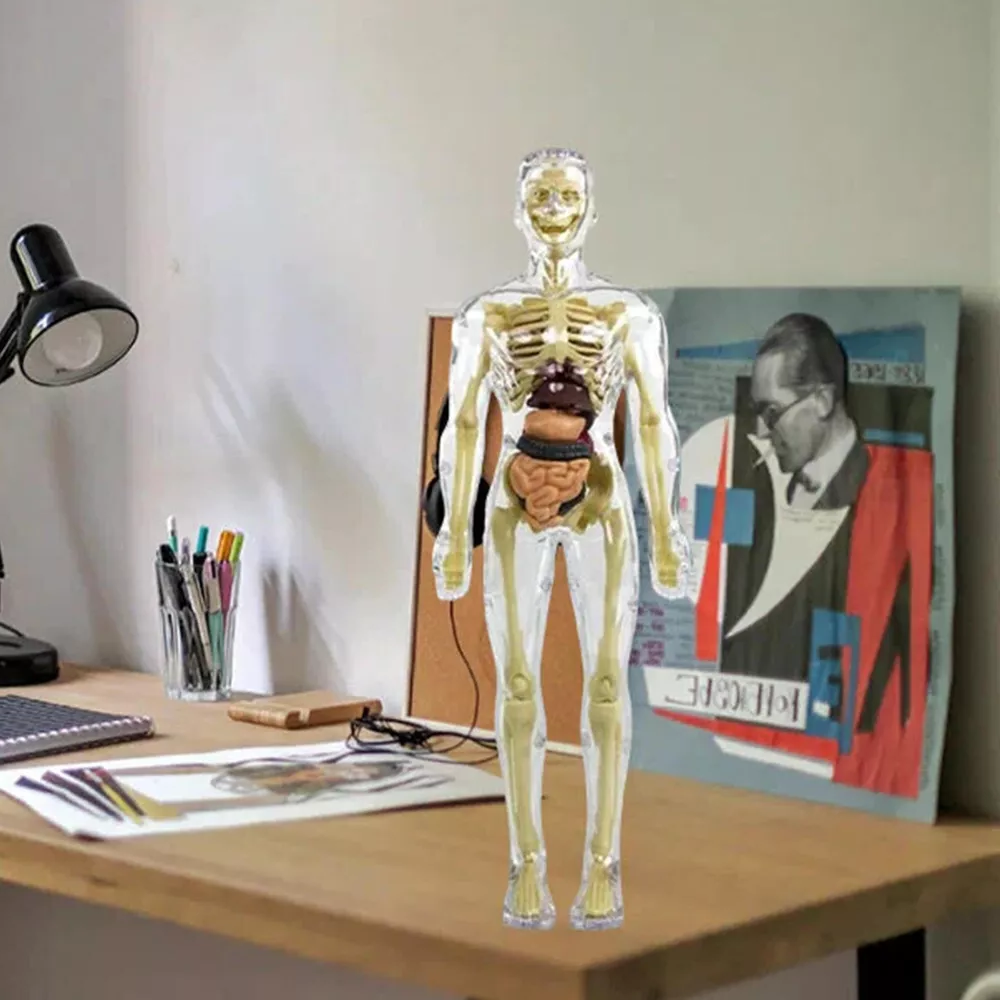 3d Human Body Torso Model for Kids | Anatomy Model Skeleton | Filindra