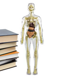 3d Human Body Torso Model for Kids | Anatomy Model Skeleton | Filindra
