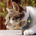 Localizzatore GPS per gatti PawGuard — Microchip integrato, dispositivo compatto da 65 g