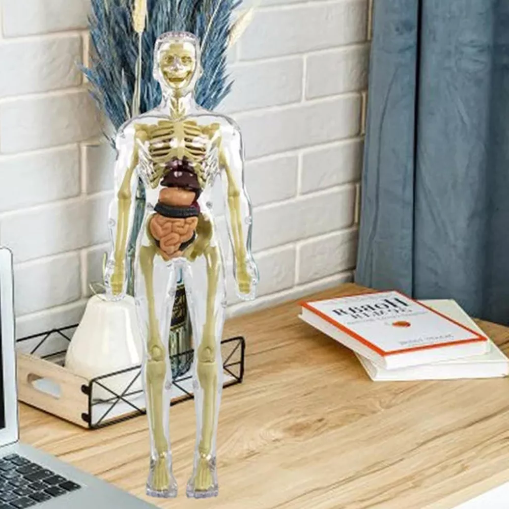 3d Human Body Torso Model for Kids | Anatomy Model Skeleton | Filindra