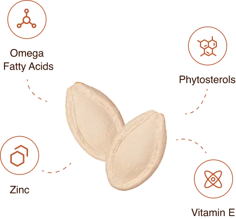 Pumpkin Seed Oil and Saw Palmetto Softgels — Zinc Daily Nutritional Blend